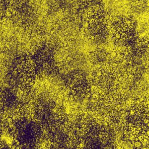 The Hour Between Dog and Wolf